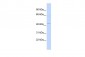 ERGIC2 antibody - middle region